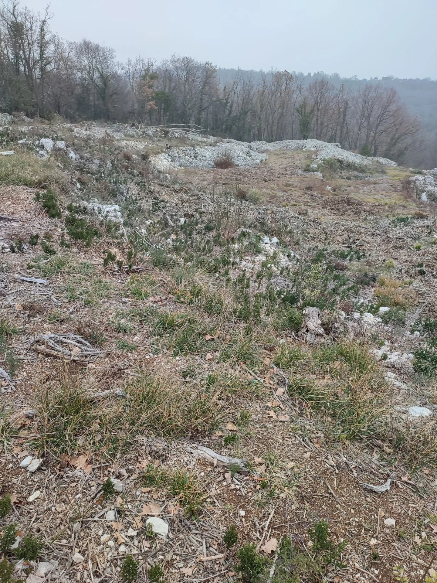 brseč - martina - očišćeno gradjevinsko zemljište od 4240m2 - slika 5