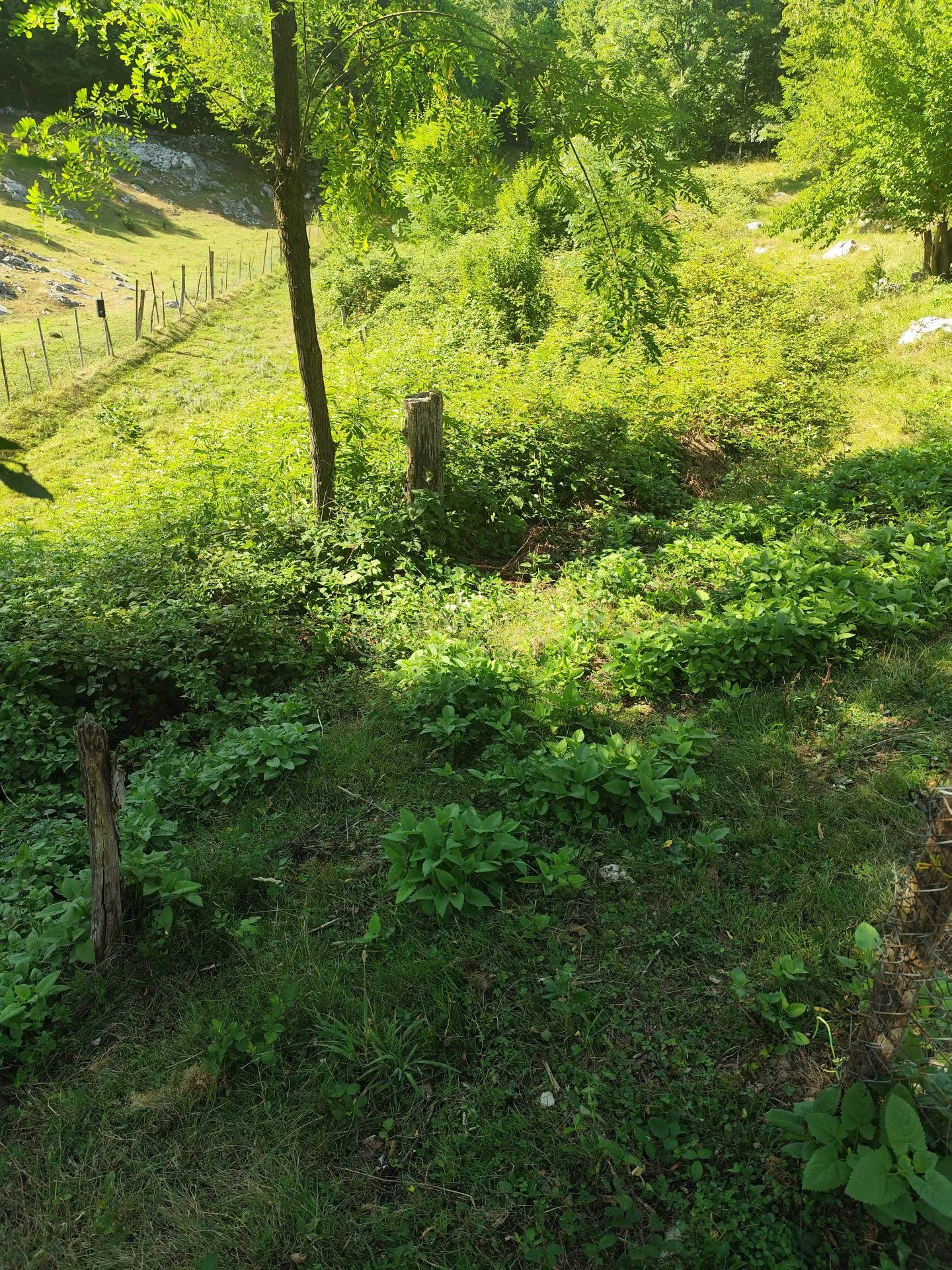 erdelj - duga gora - kuća sa terenom od 1824m2 - slika 14