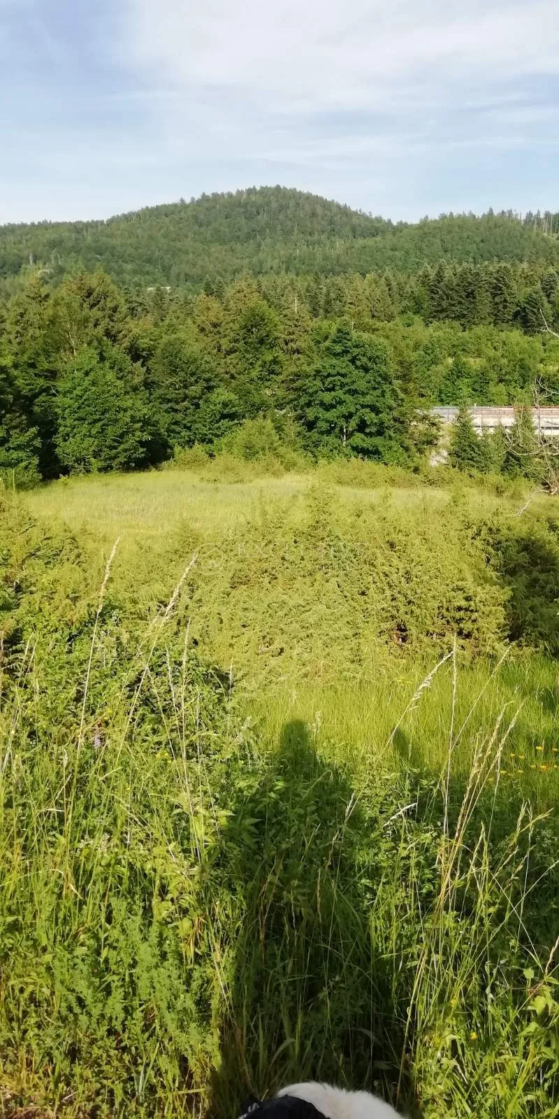 poljoprivredno zemljište 5468m2 u lokvama uz cestu - slika 4
