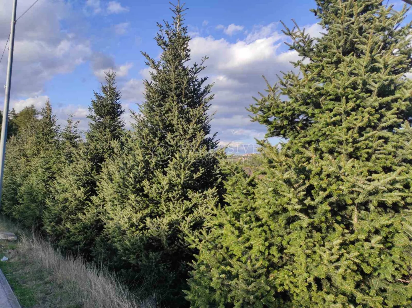 istra - karojba - gradjevinsko zemljiše pravilnog oblika - slika 8