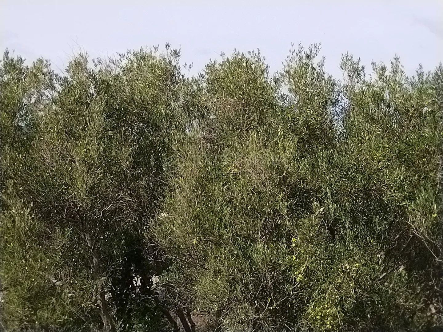 punat, otok krk, poljoprivredno zemljište na atraktivnoj lokaciji 140 m od mora!!! - slika 10