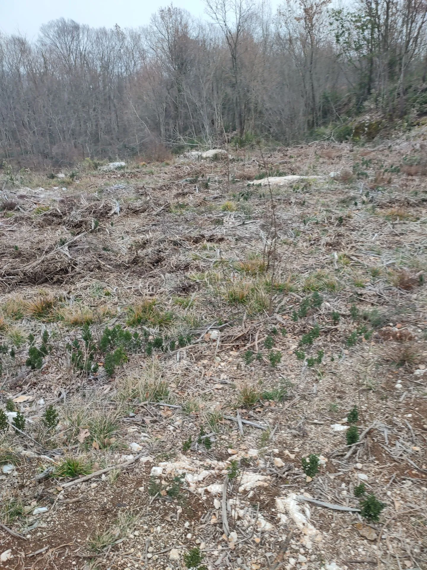 brseč - martina - očišćeno gradjevinsko zemljište od 4240m2 - slika 7