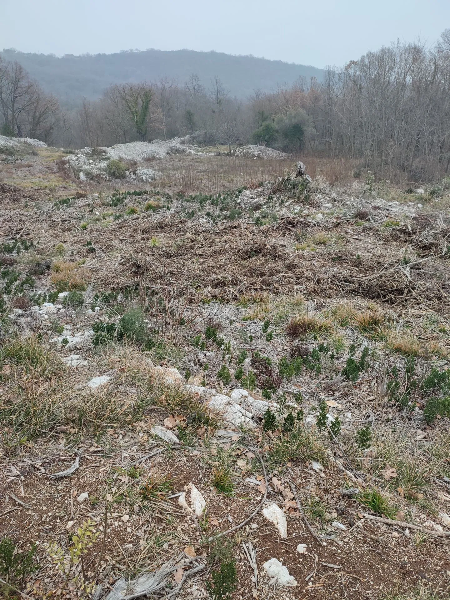 brseč - martina - očišćeno gradjevinsko zemljište od 4240m2 - slika 6