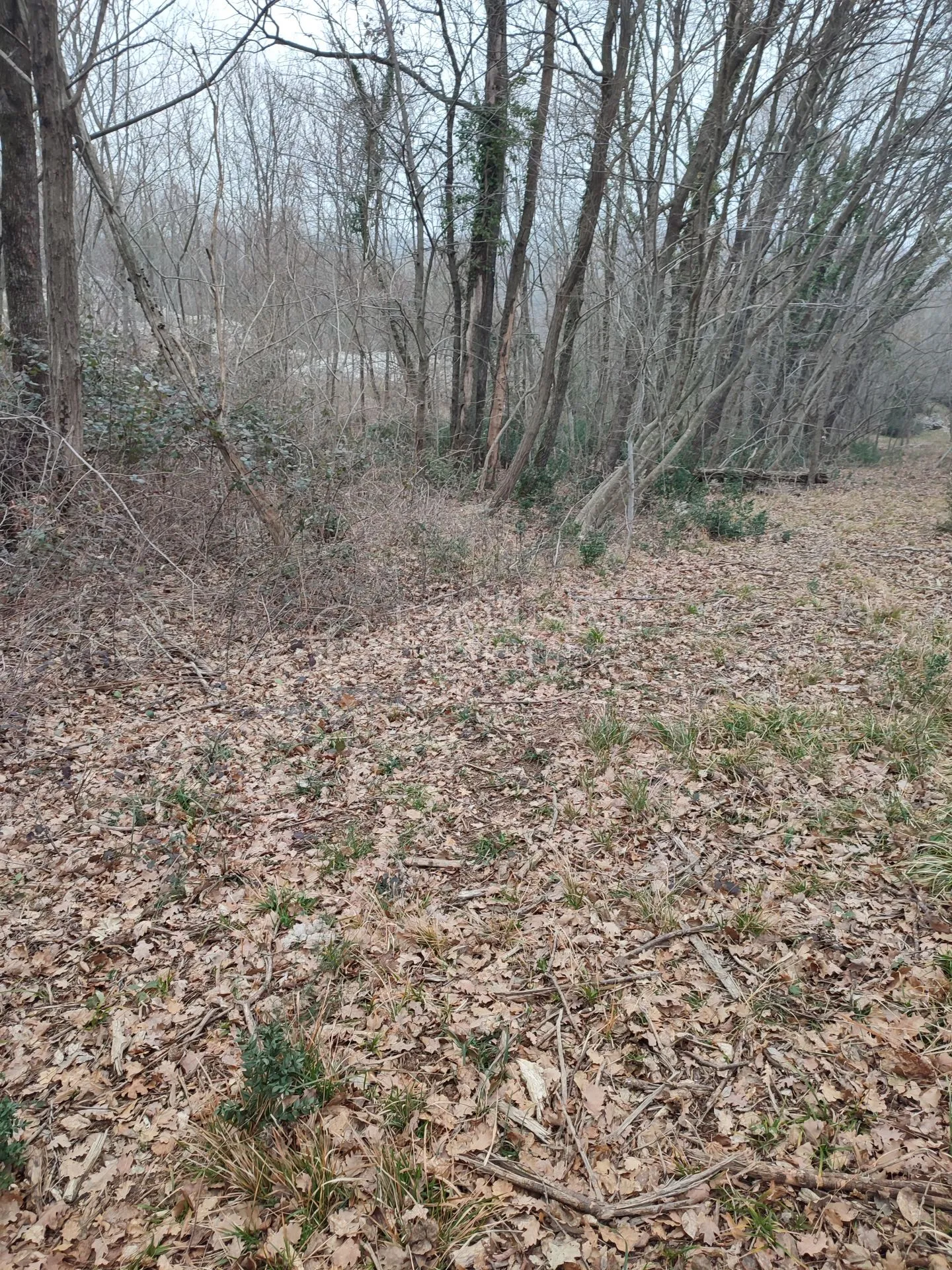 brseč - martina - očišćeno gradjevinsko zemljište od 4240m2 - slika 14