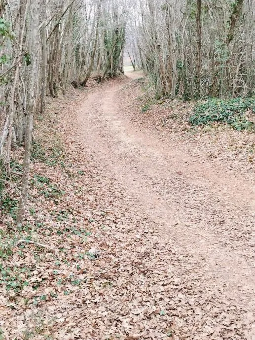 istra, barban, prodaja poljoprivrednog zemljišta 11700 m2 - slika 11