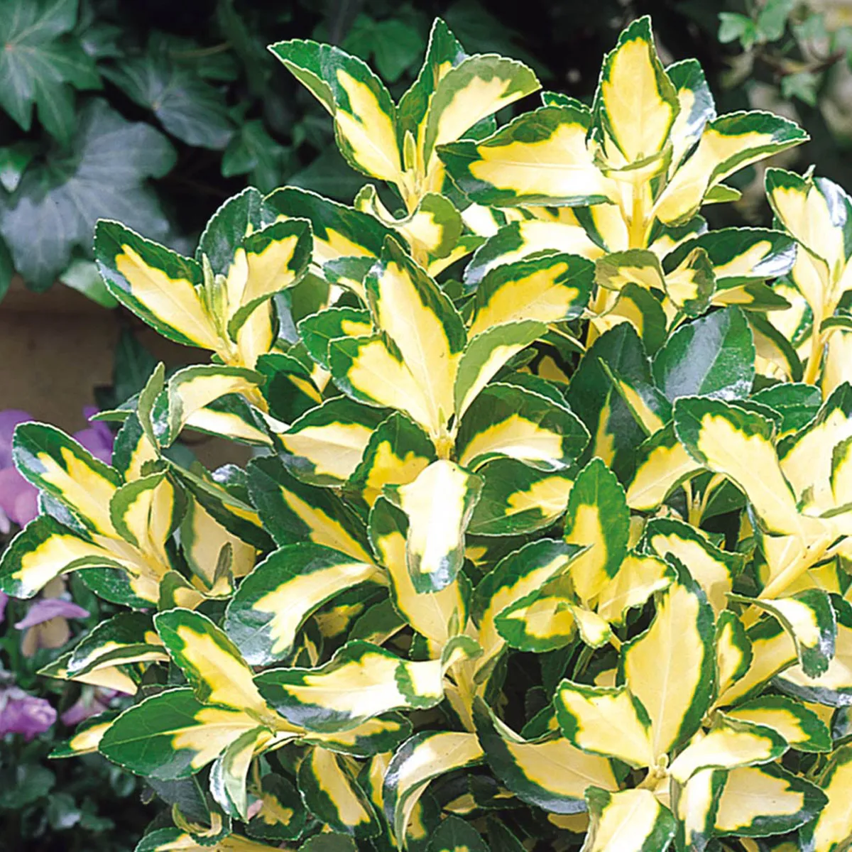 euonymus for. “blondy” - slika 3