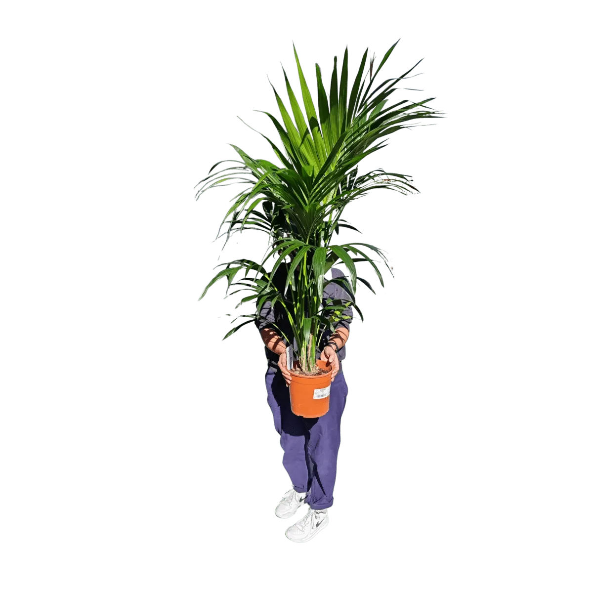 kentia palma - slika 5