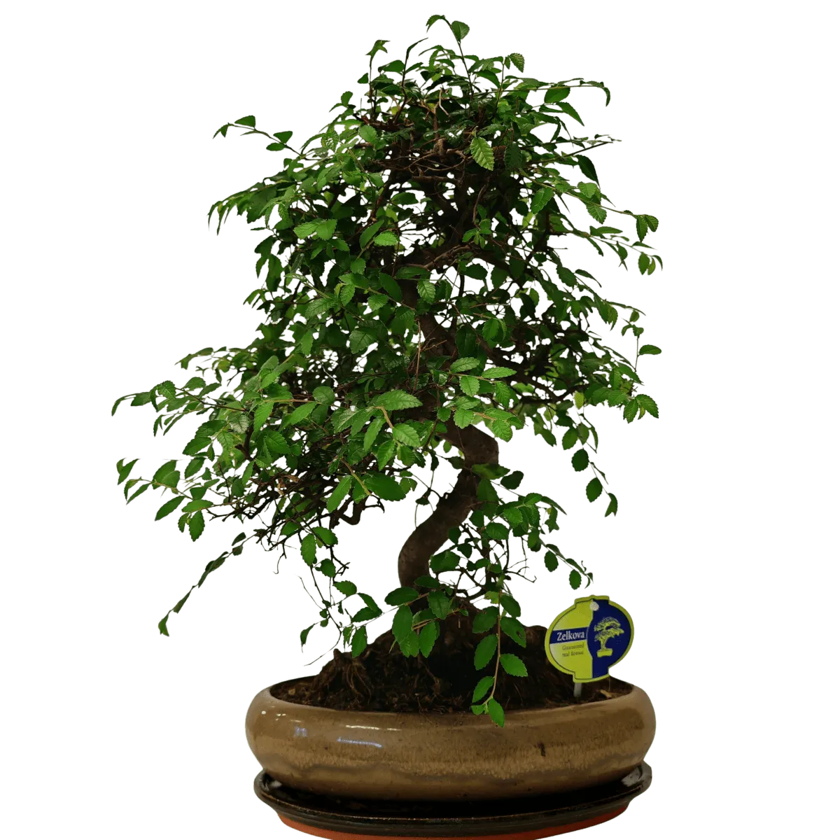 bonsai kućni - slika 6