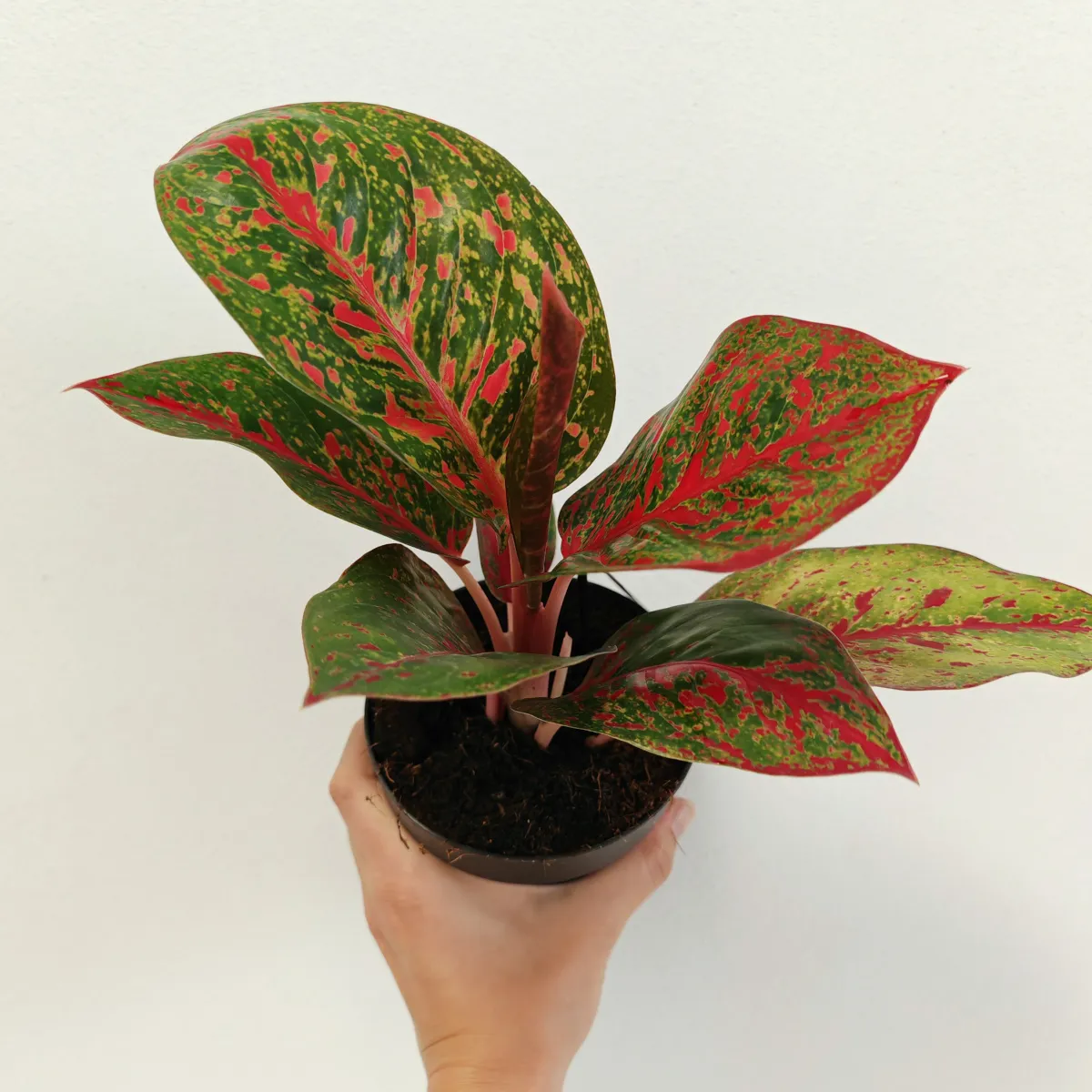 aglaonema ‘red sprinkles’ - slika 2