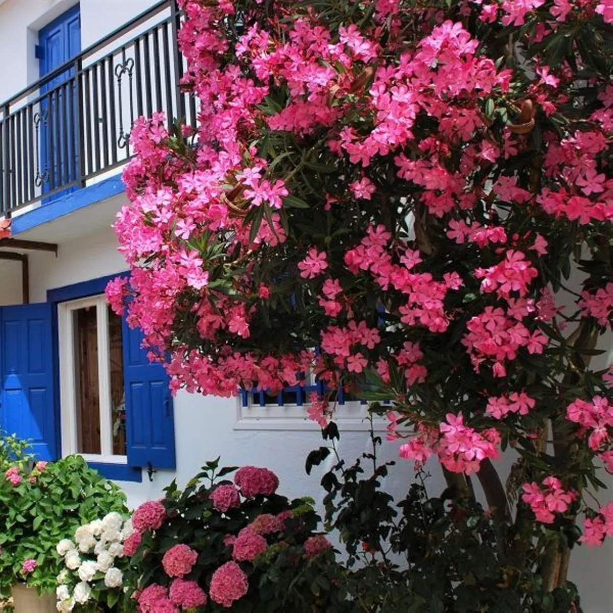 nerium oleander - slika 2