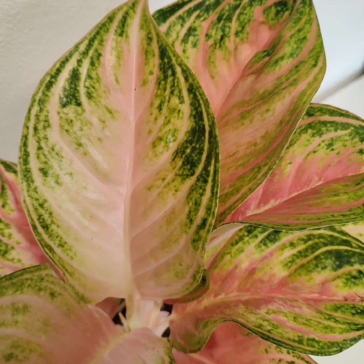 aglaonema”eyecather red” - slika 3