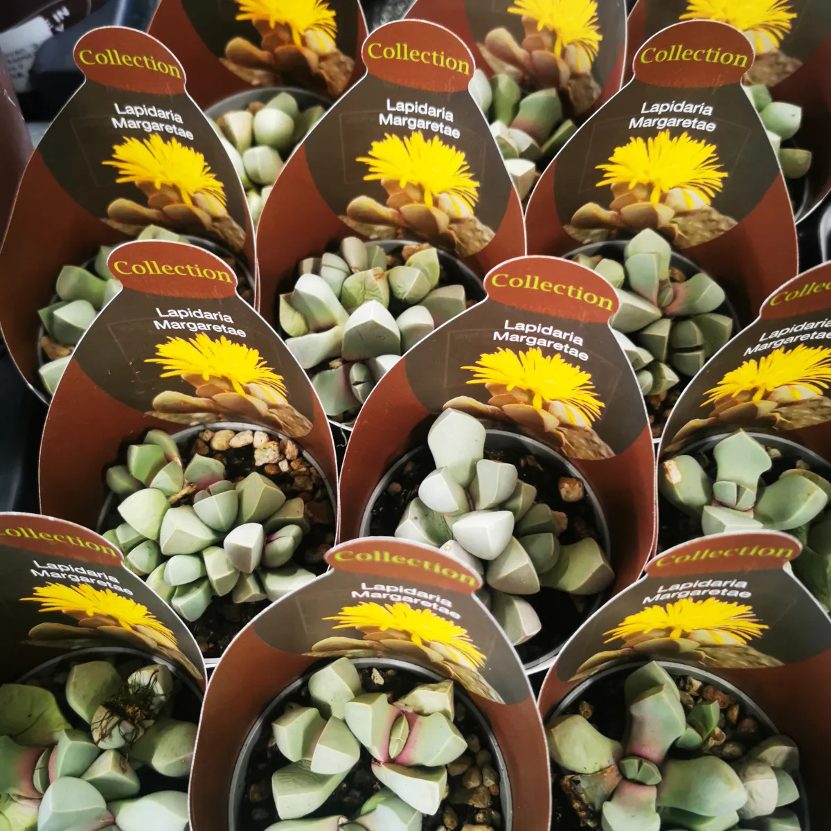 lapidaria margaretae - slika 2