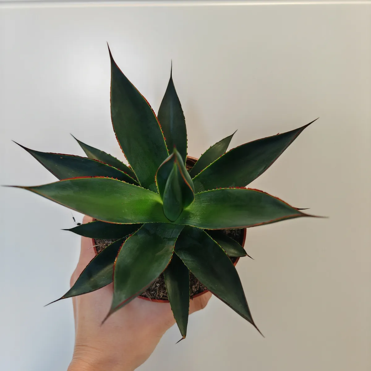 AGAVE “Shaka Zulu” - Brestovac