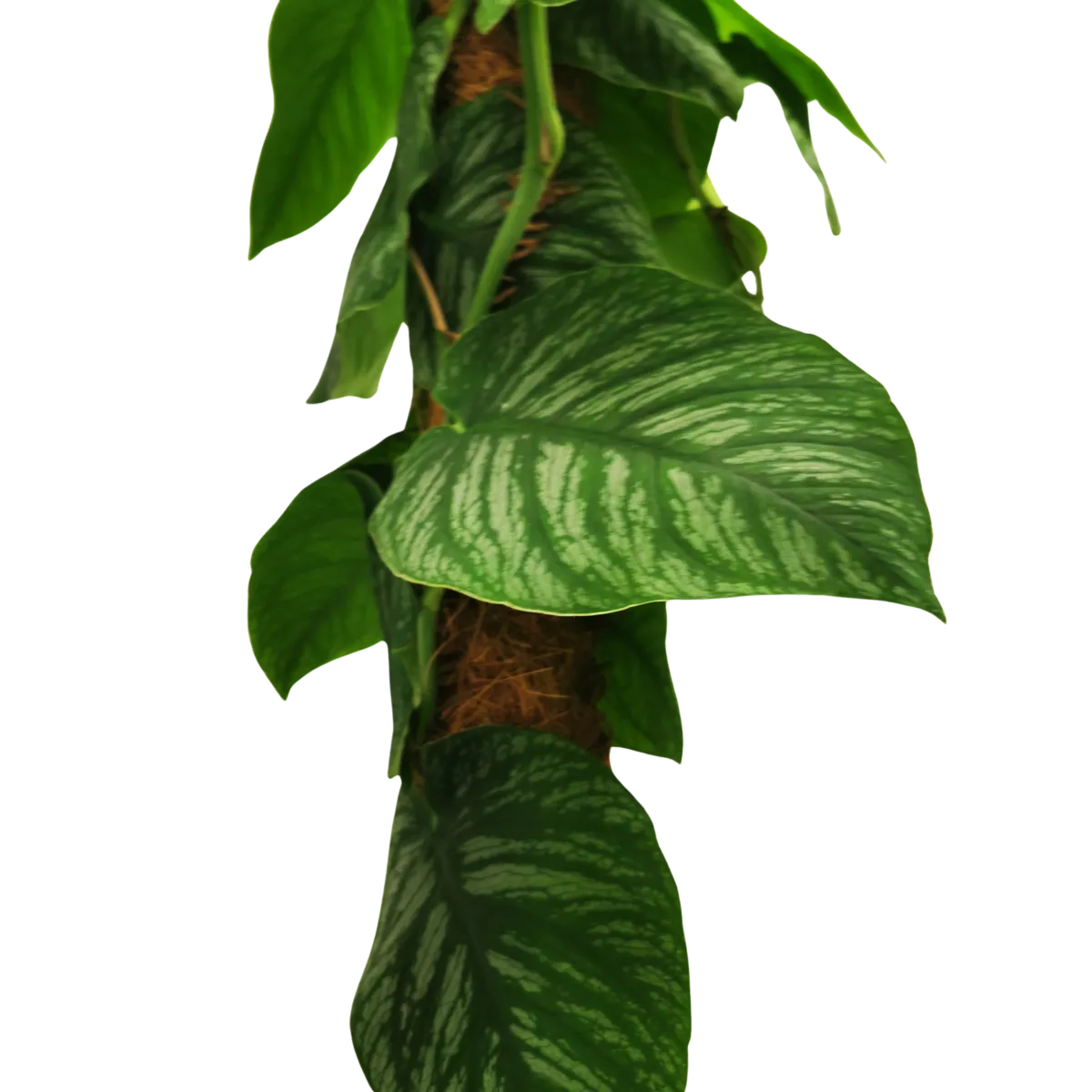 monstera “dubia” - slika 3