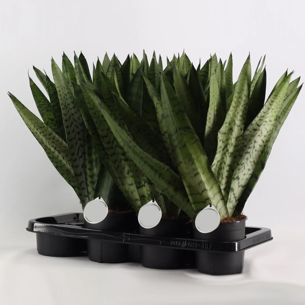 sansevieria “zeylanica fan” - slika 3