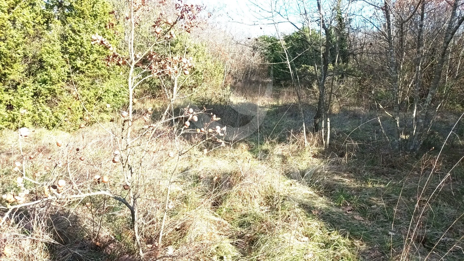 Lijepo Poljoprivredno Zemljište U Blizini Krnice - Krnica, Marčana