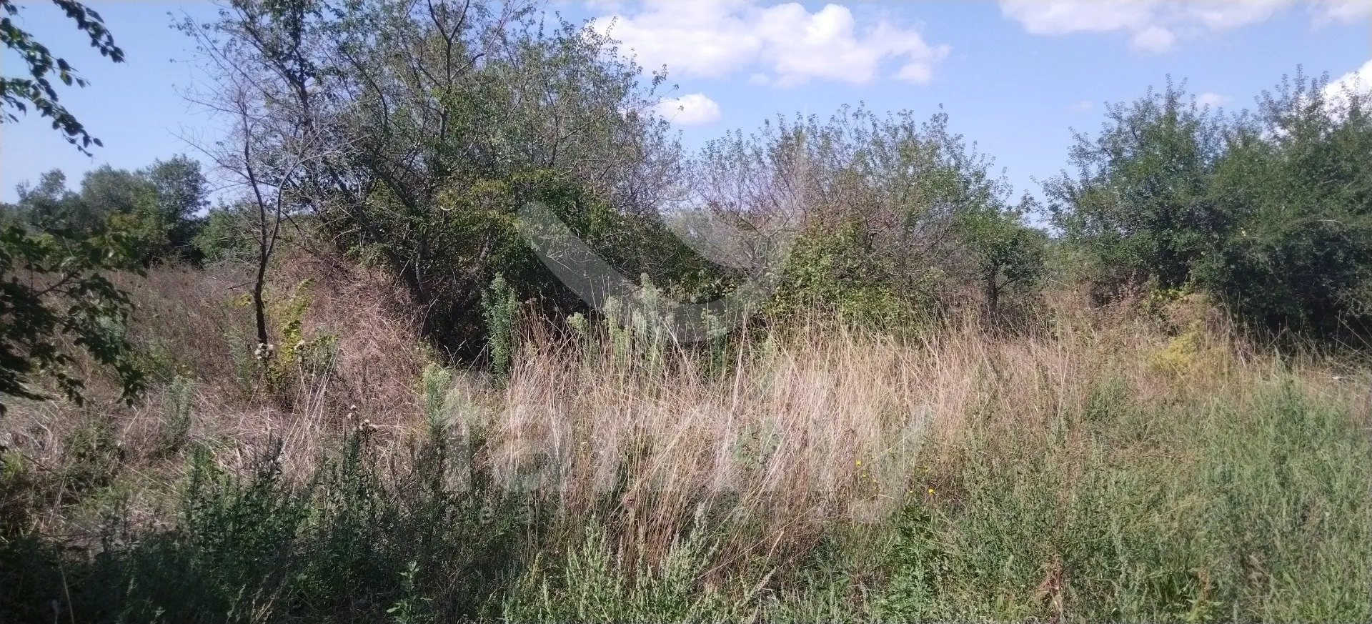lijepo poljoprivredno zemljište sa maslinikom od 80 stabala - slika 2