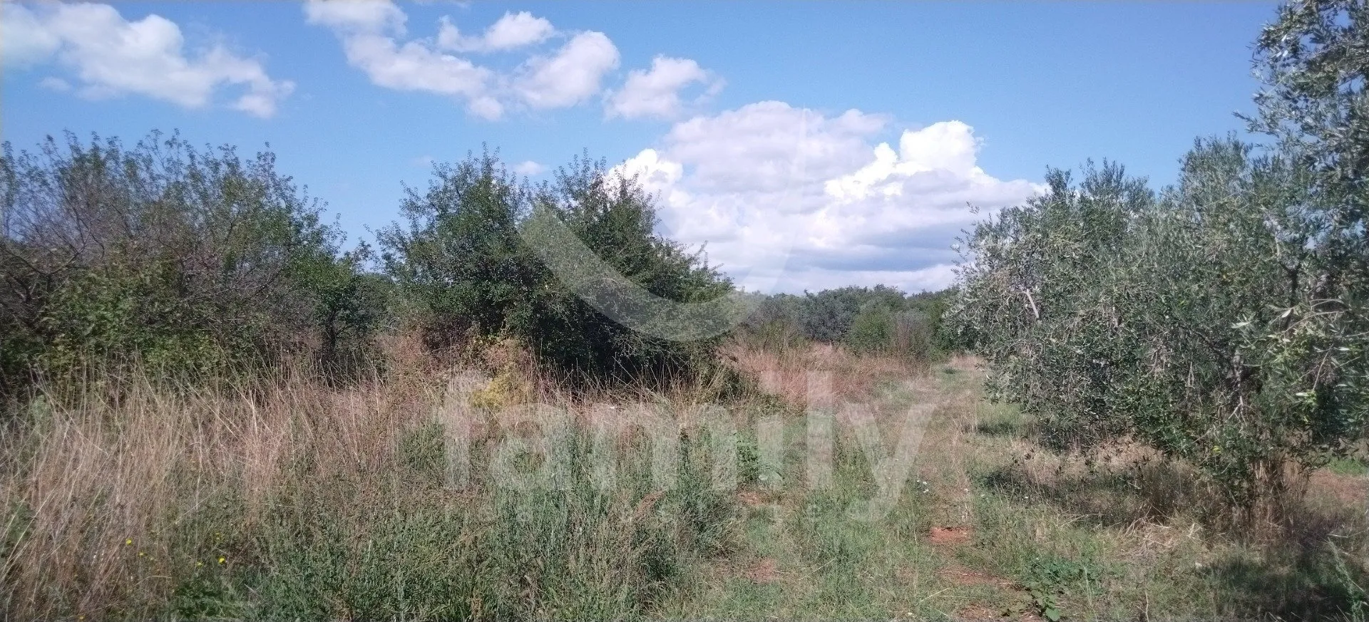 lijepo poljoprivredno zemljište sa maslinikom od 80 stabala - slika 3