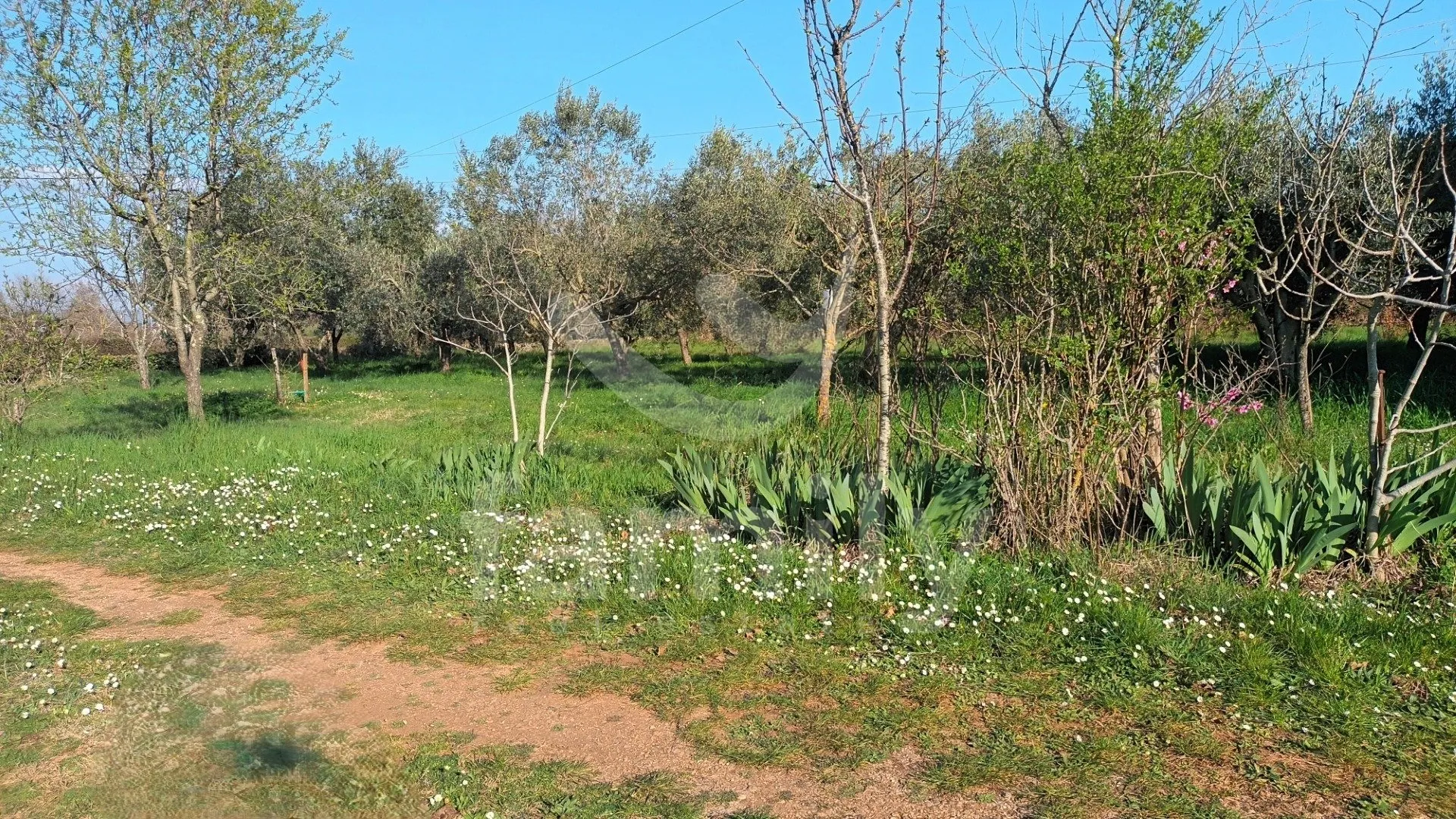 prodaja kuće u marčani – prostor, potencijal i mir na jednoj lokaciji - slika 3
