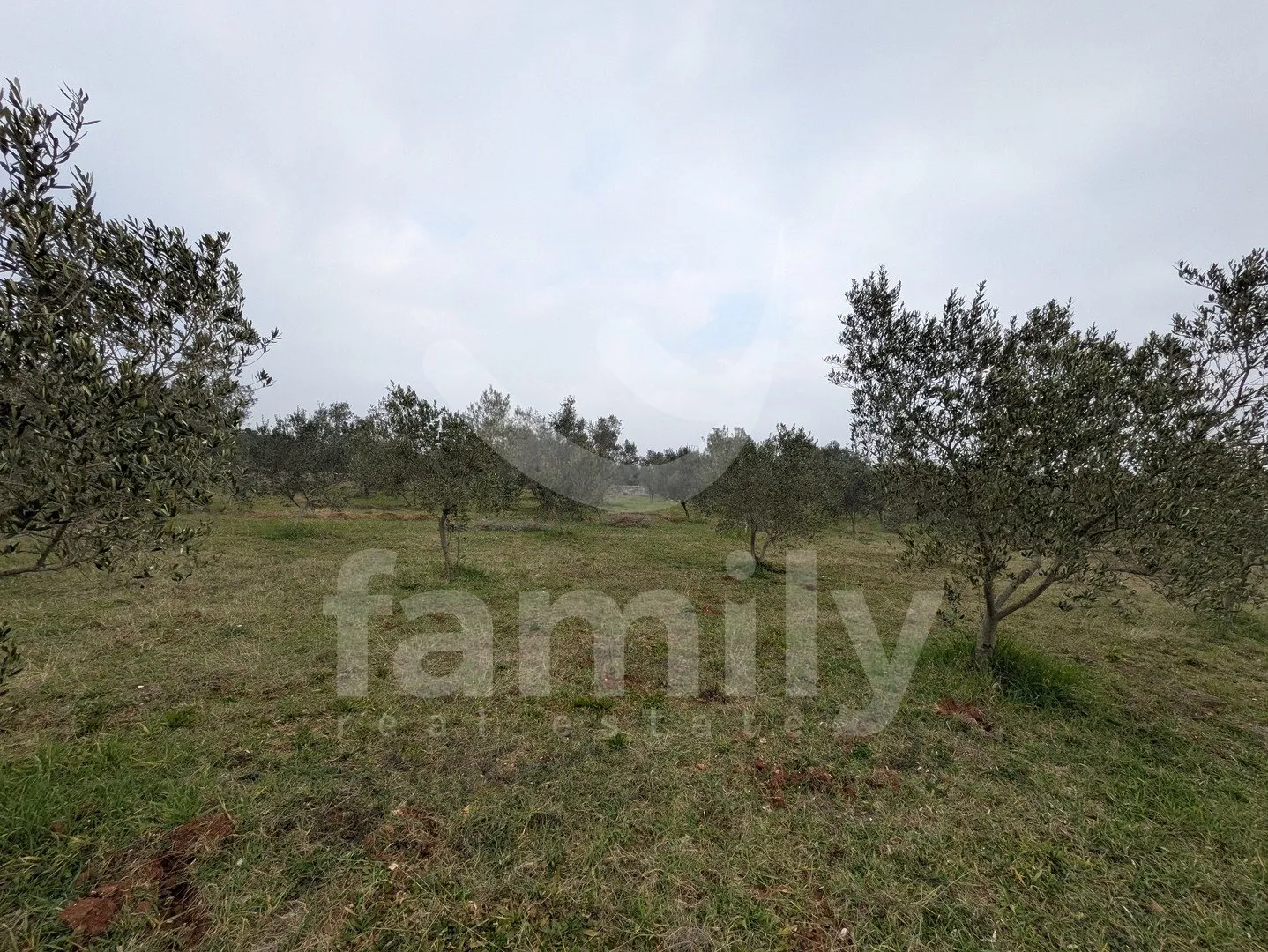prostrani i uredan maslinik na mirnoj lokaciji - slika 3