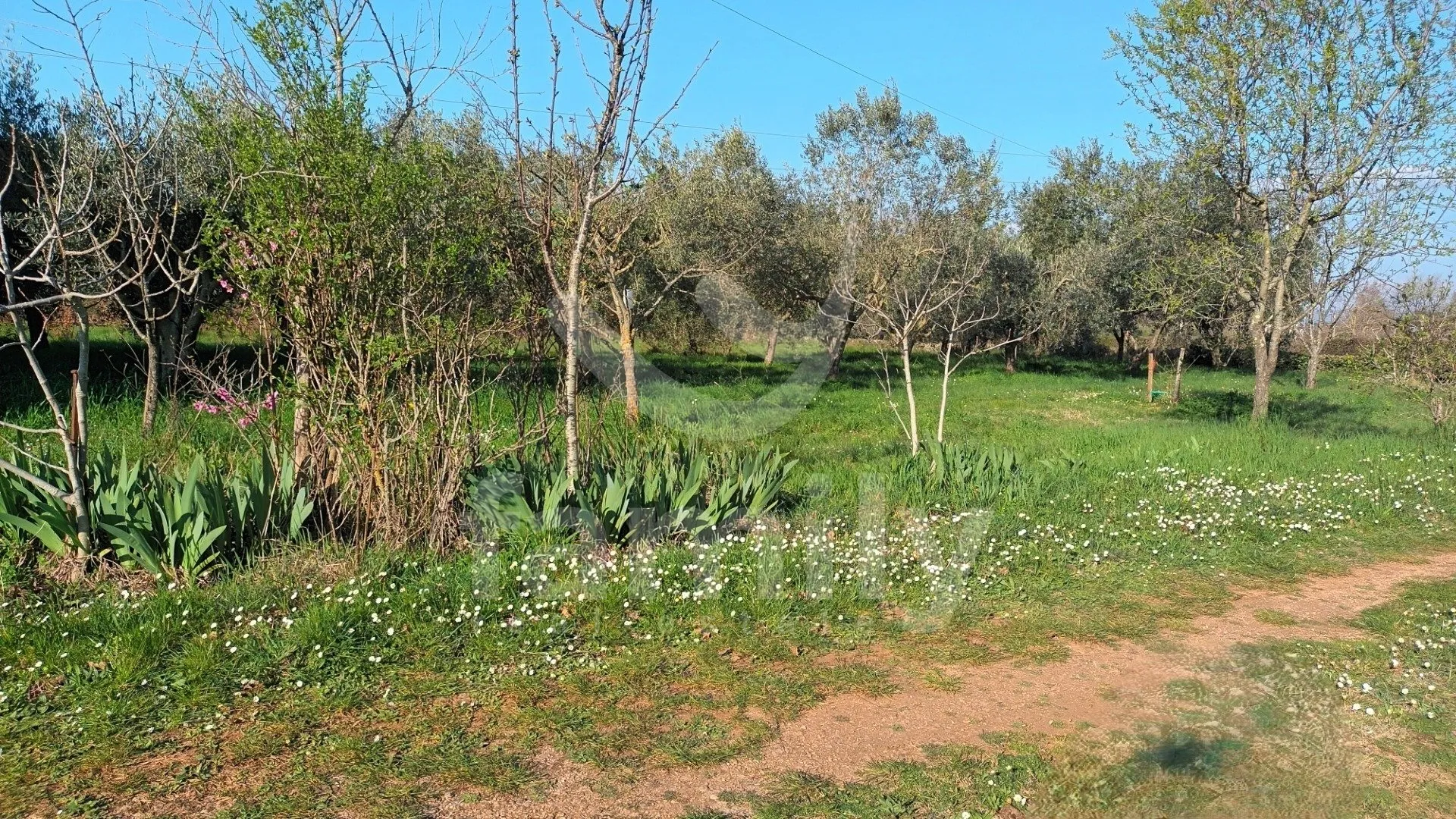 prodaja kuće u marčani – prostor, potencijal i mir na jednoj lokaciji - slika 5