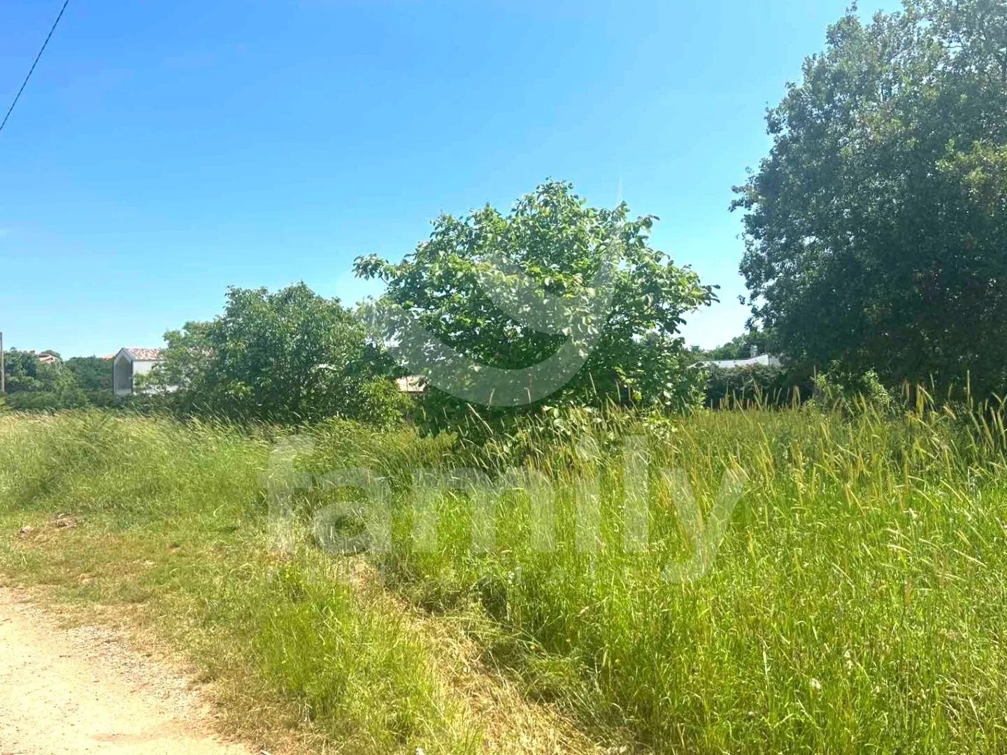 prilika - maslinik u marčani sa 240 maslina - slika 2