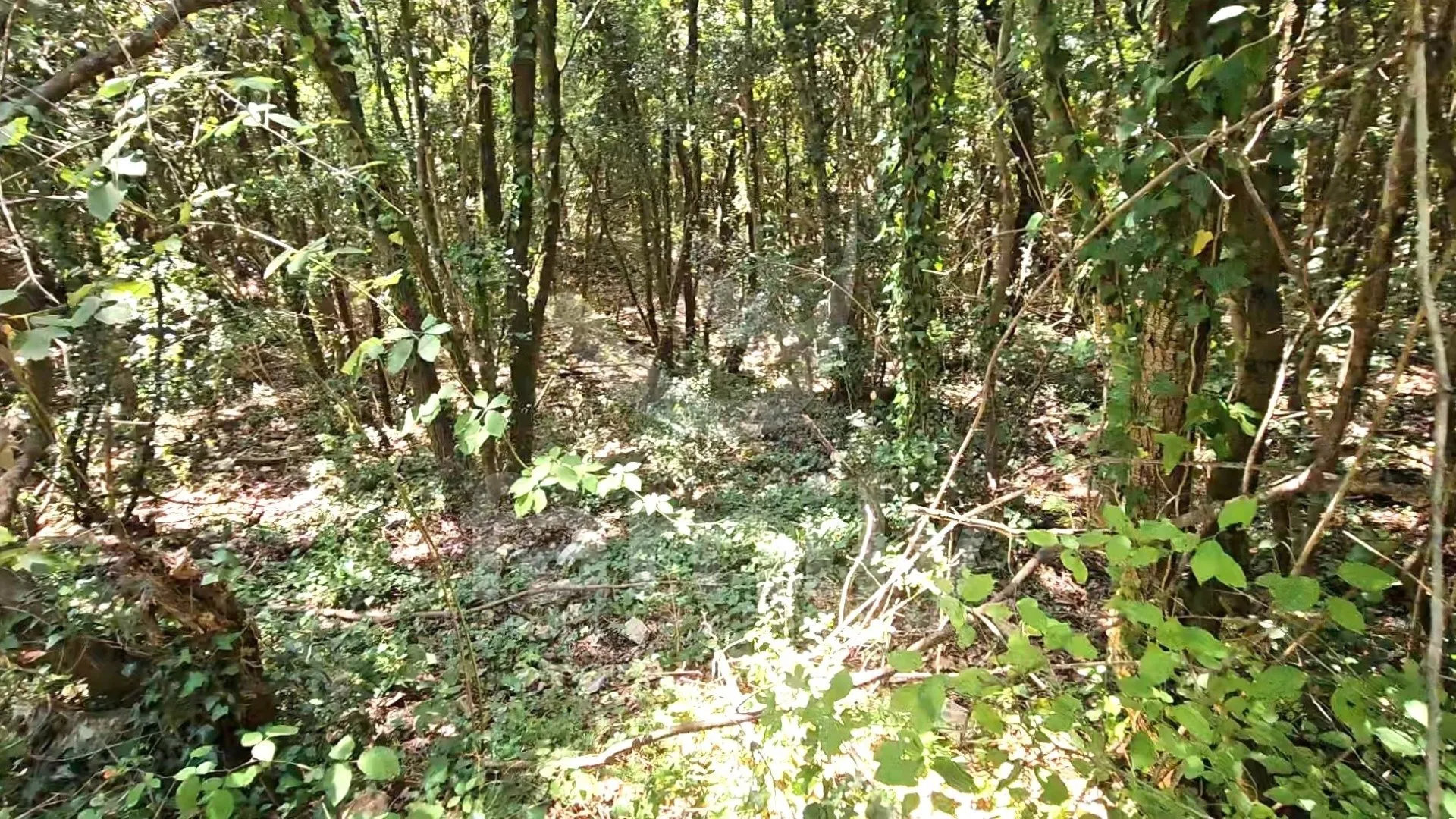 prodaja prostranog poljoprivrednog zemljišta u krnici - slika 3