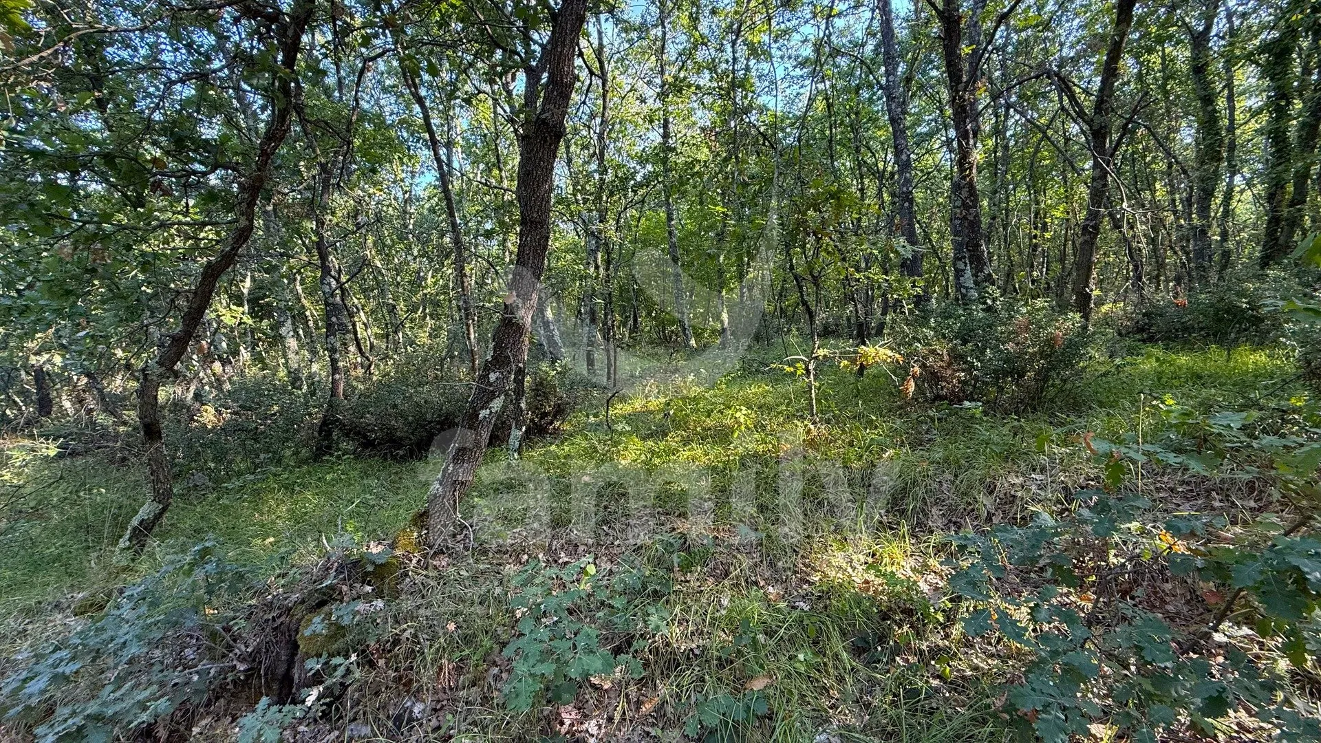prodaja poljoprivredno zemljište šuma vodnjan - slika 8