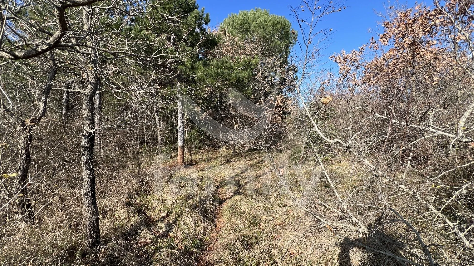 Eksluzivna Prodaja Prostrane Šume U Krnici - Krnica, Marčana