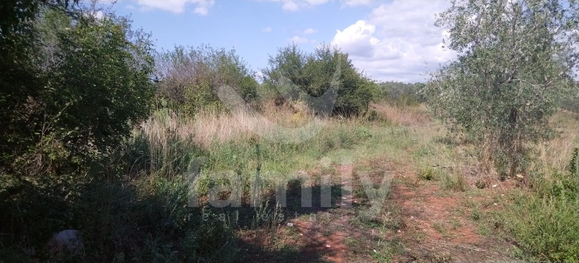 Lijepo Poljoprivredno Zemljište Sa Maslinikom Od 80 Stabala - Fažana