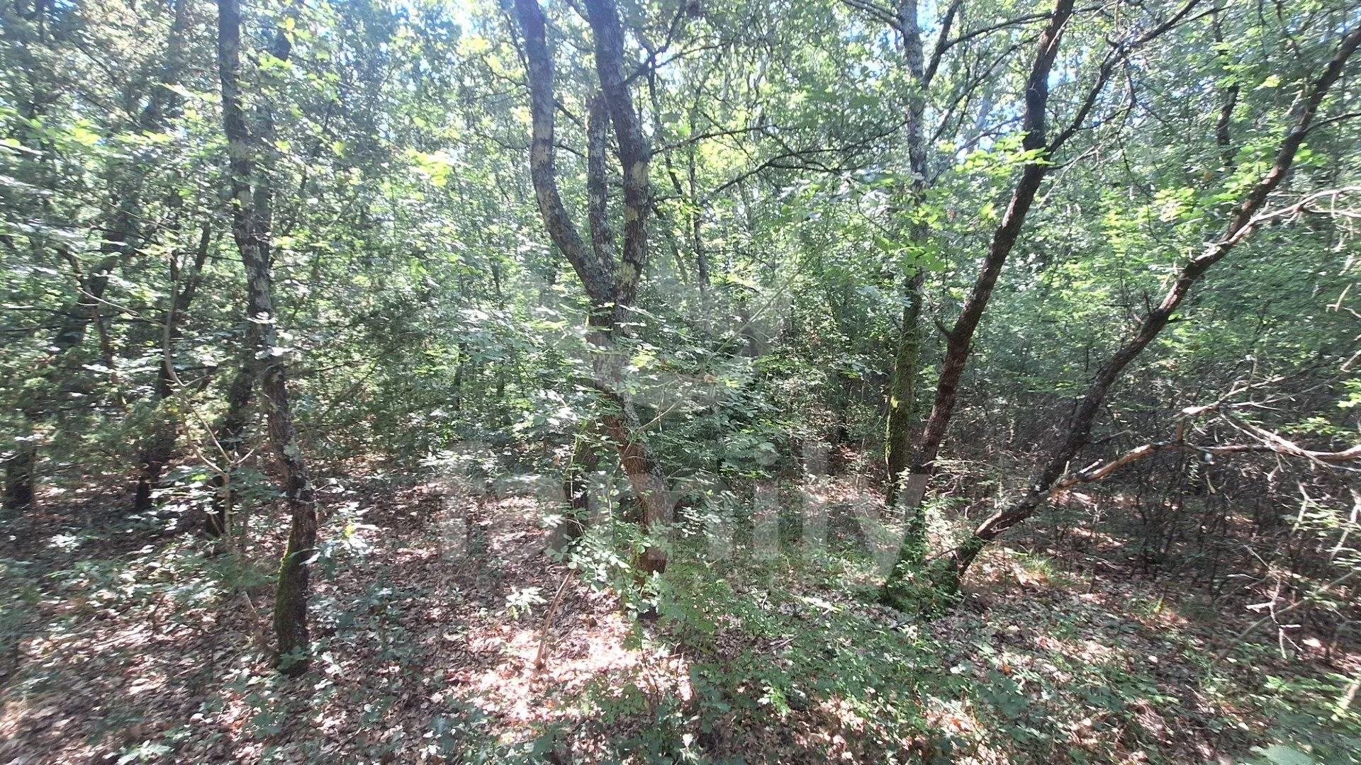 prodaja prostrano poljoprivredno zemljište vodnjan - slika 5