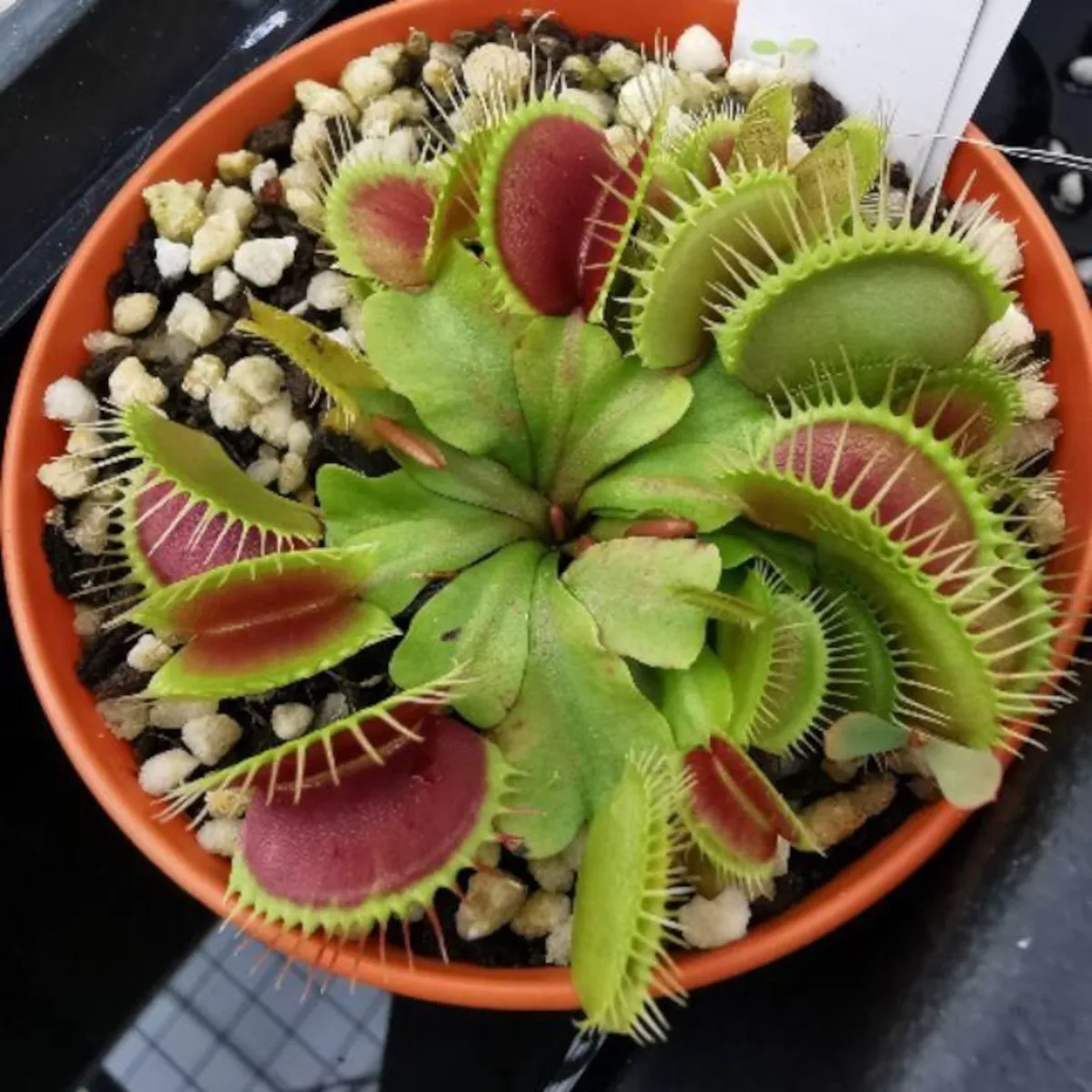 dionaea muscipulata/muholovke - slika 9