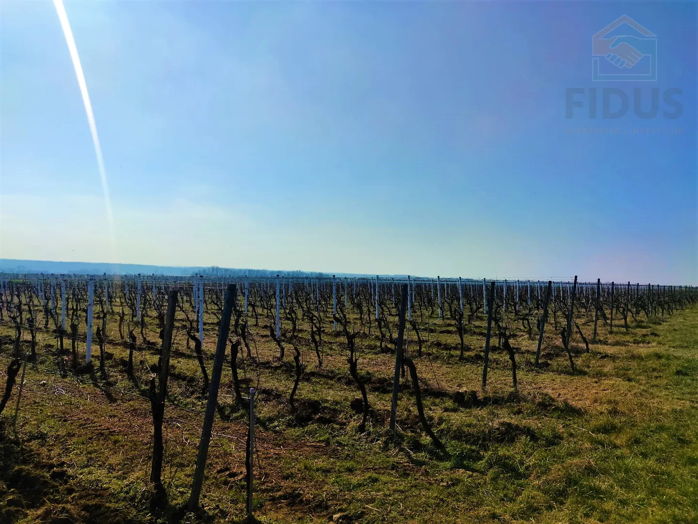 vinograd sorte graševina - erdut - slika 3
