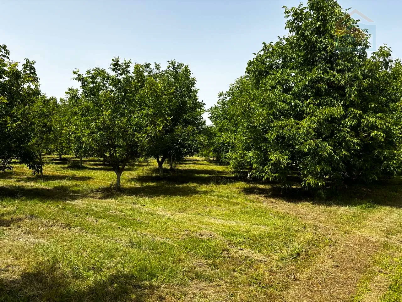nasad oraha s brvnarom - ivanovac - slika 3