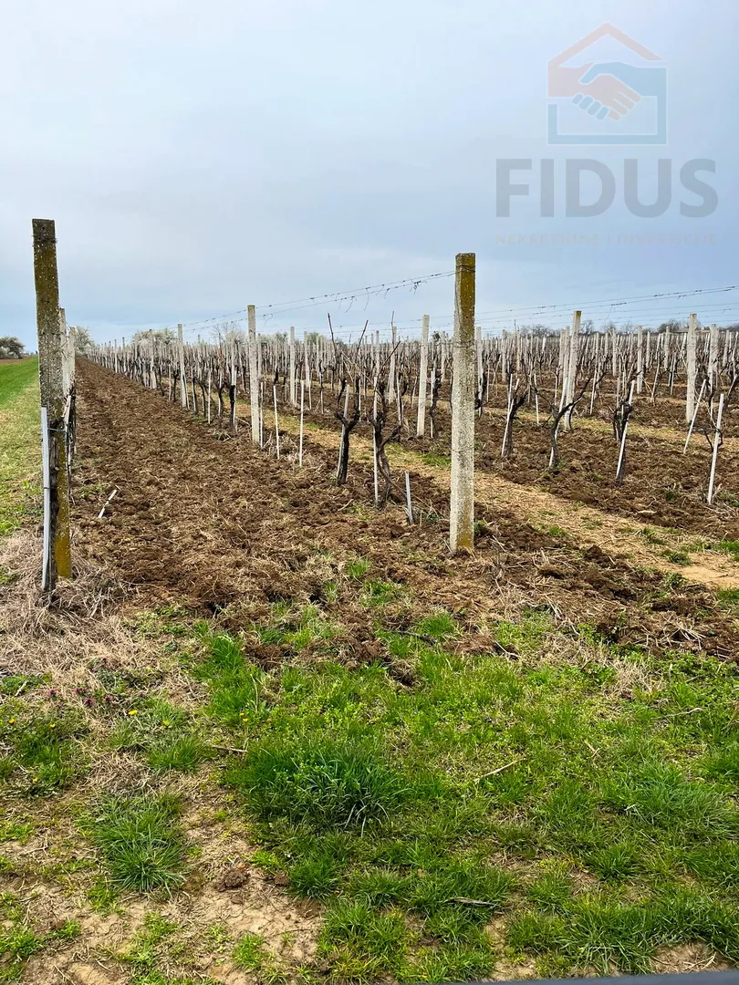 vinograd sorte graševina - erdut - slika 6