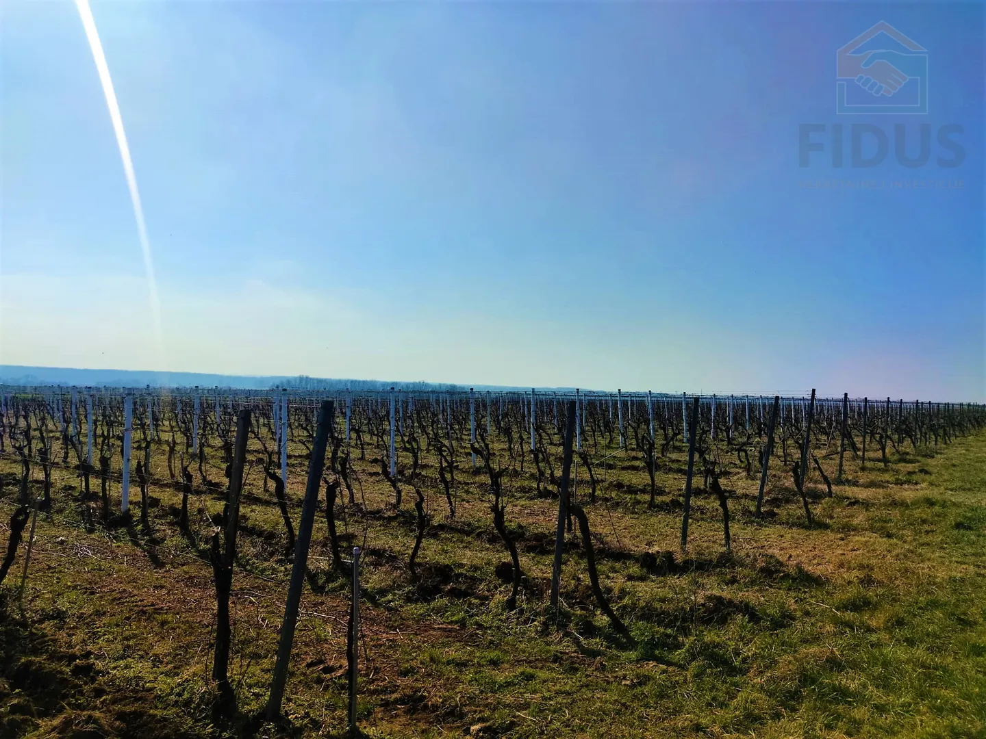 vinograd sorte graševina - erdut - slika 6