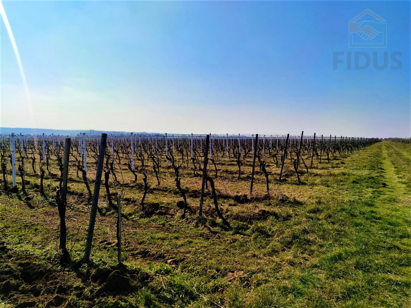 vinograd sorte graševina - erdut - slika 5