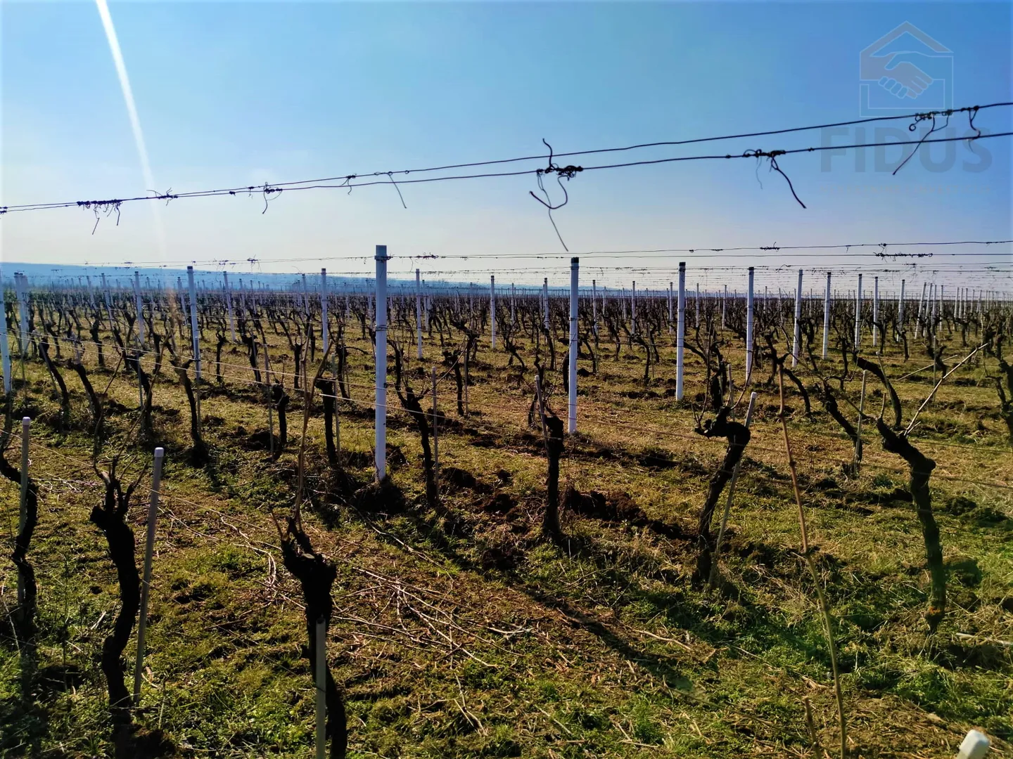 vinograd sorte graševina - erdut - slika 4