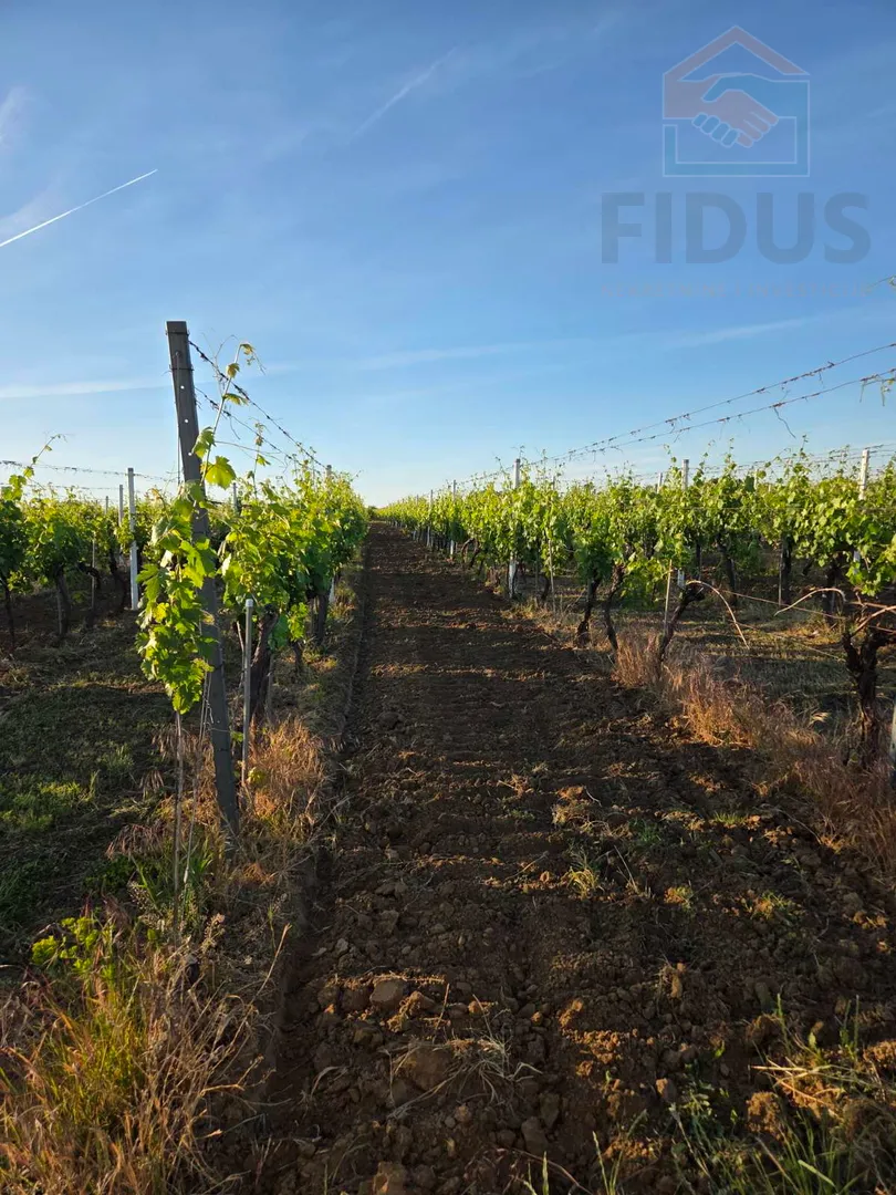 vinograd sorte graševina - erdut - slika 1