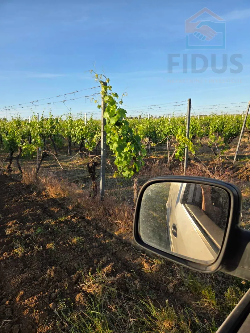 vinograd sorte graševina - erdut - slika 3