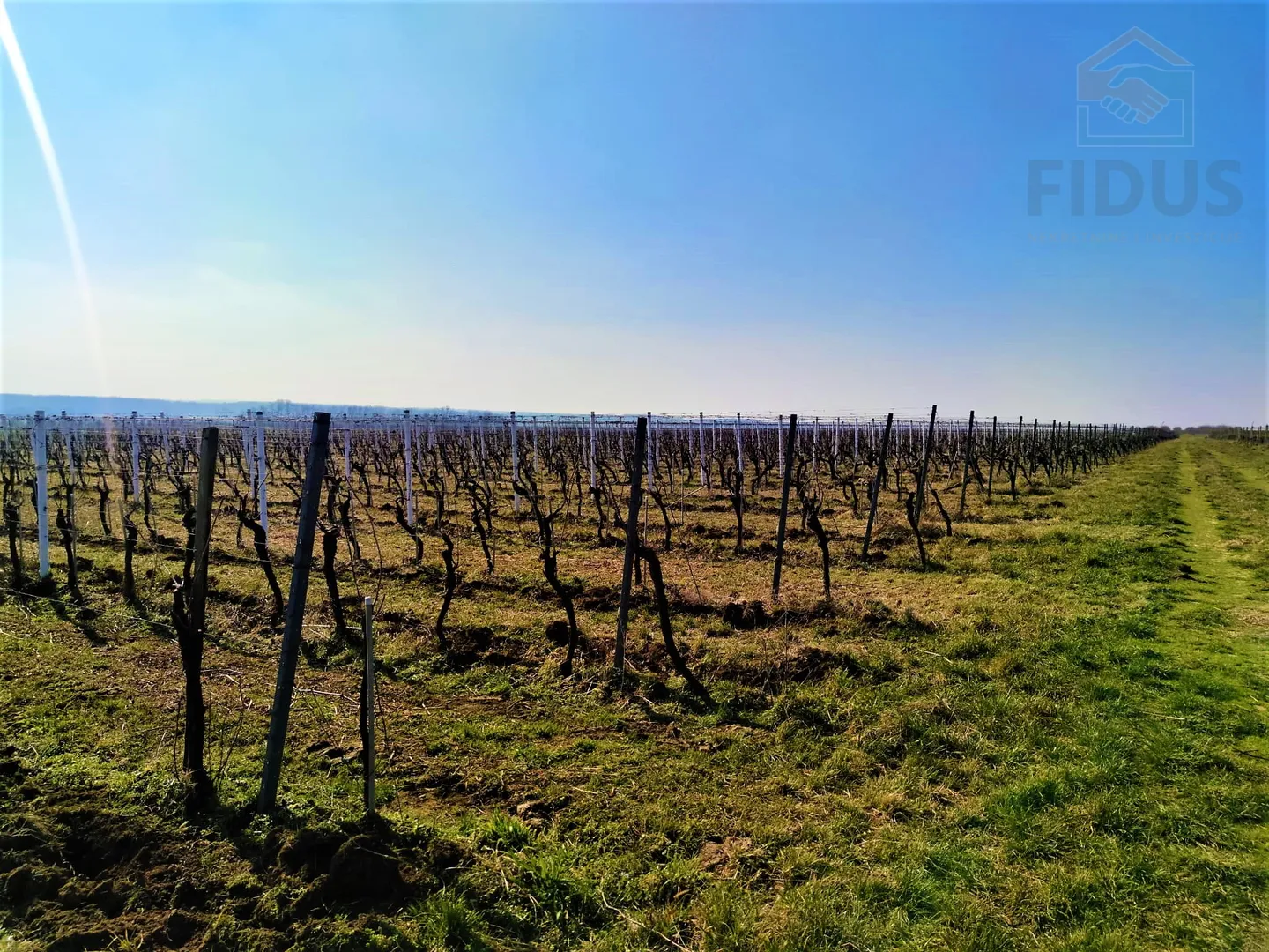 vinograd sorte graševina - erdut - slika 2