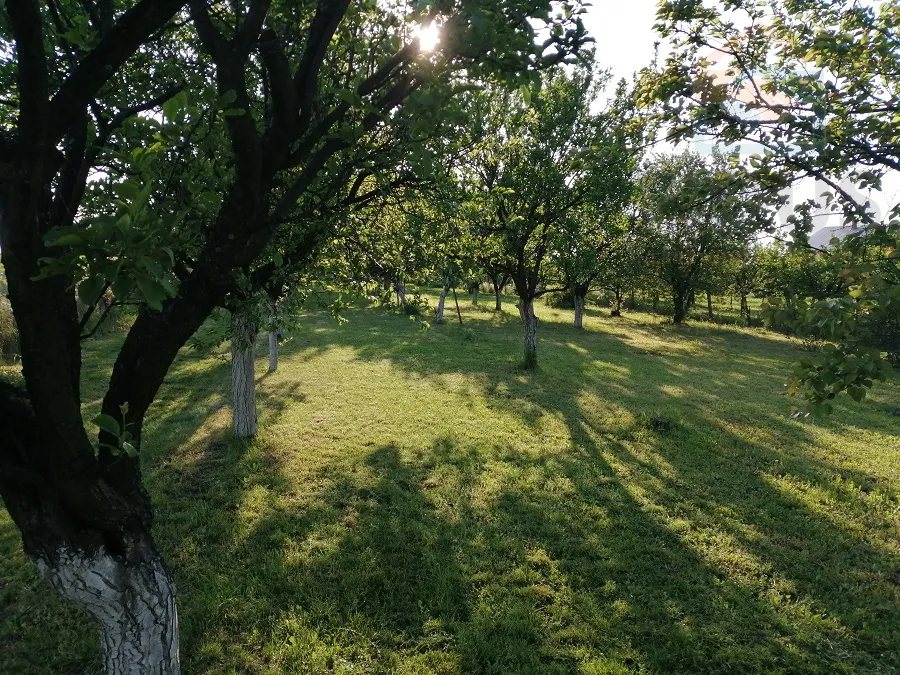 voćnjak - erdut - slika 4