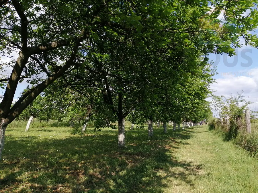 voćnjak - erdut - slika 3