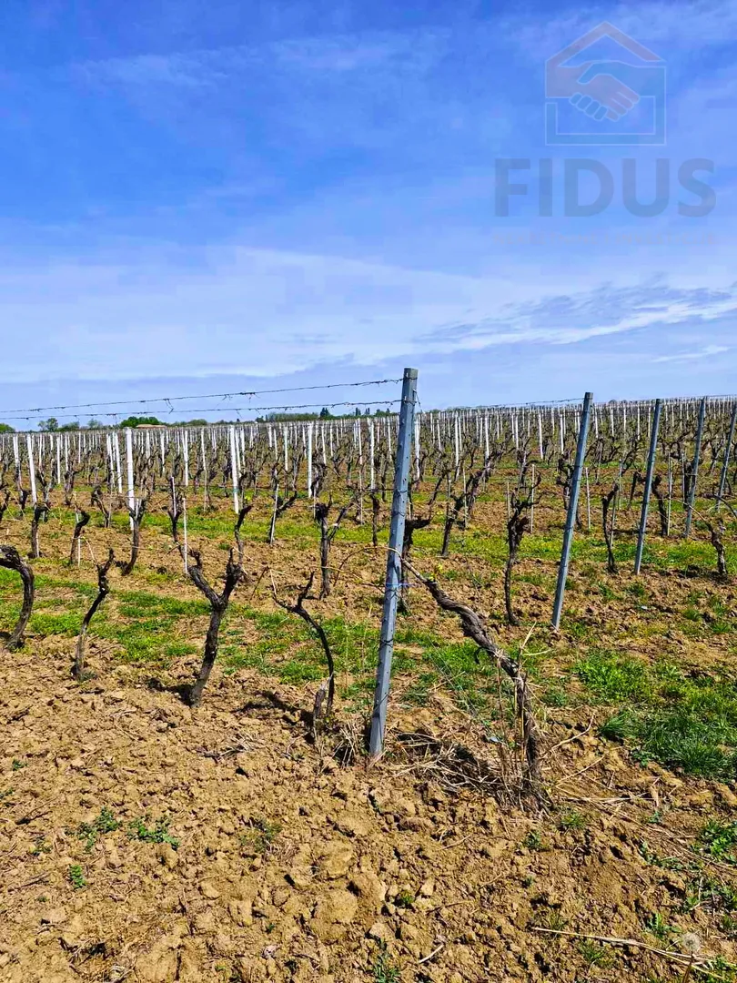 vinograd sorte graševina - erdut - slika 4