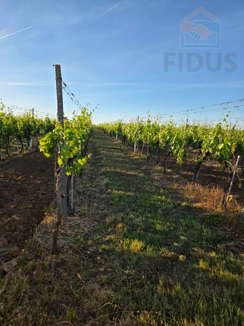 vinograd sorte graševina - erdut - slika 2