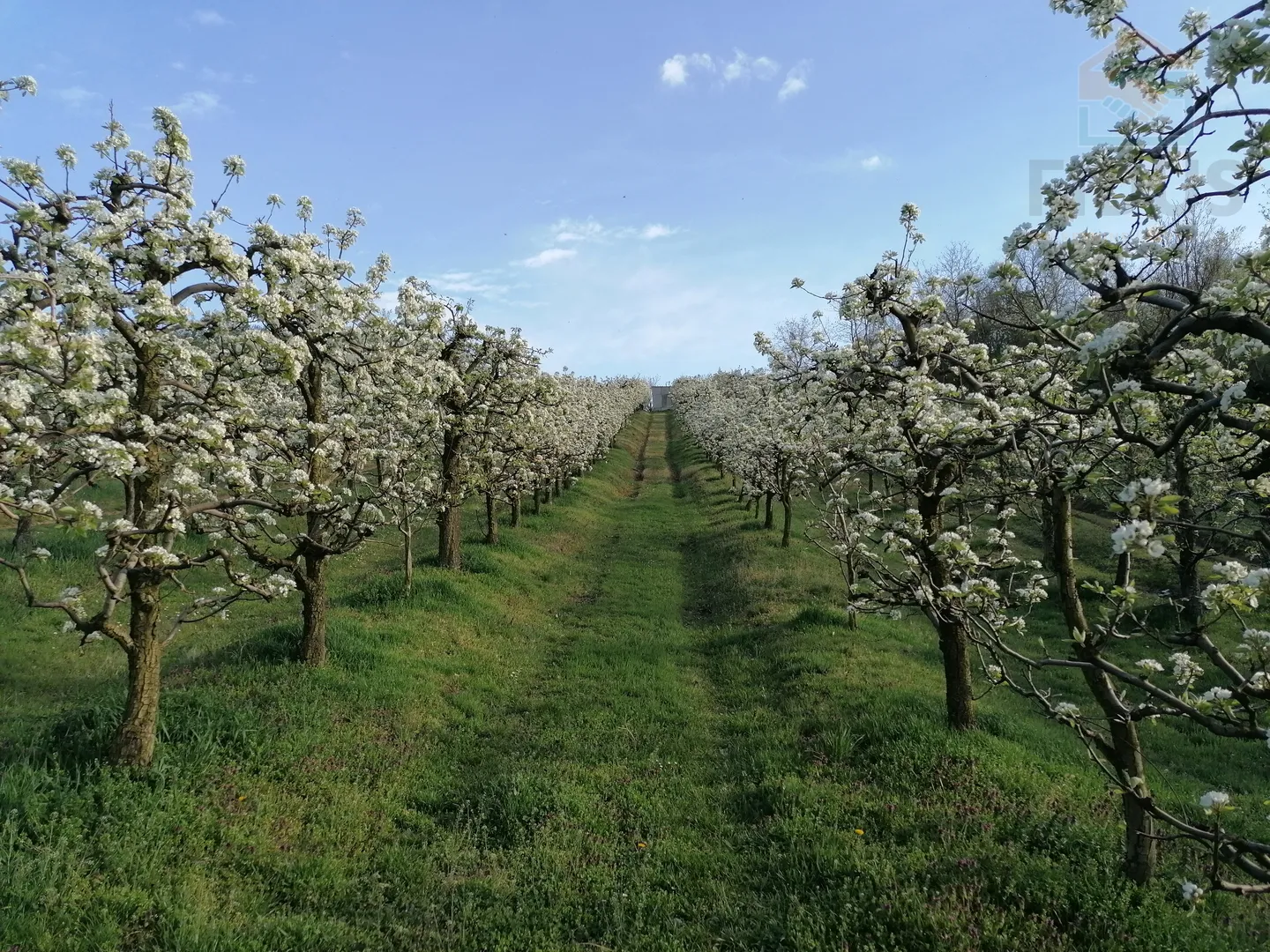 obiteljsko imanje - popovac/baranja - slika 17
