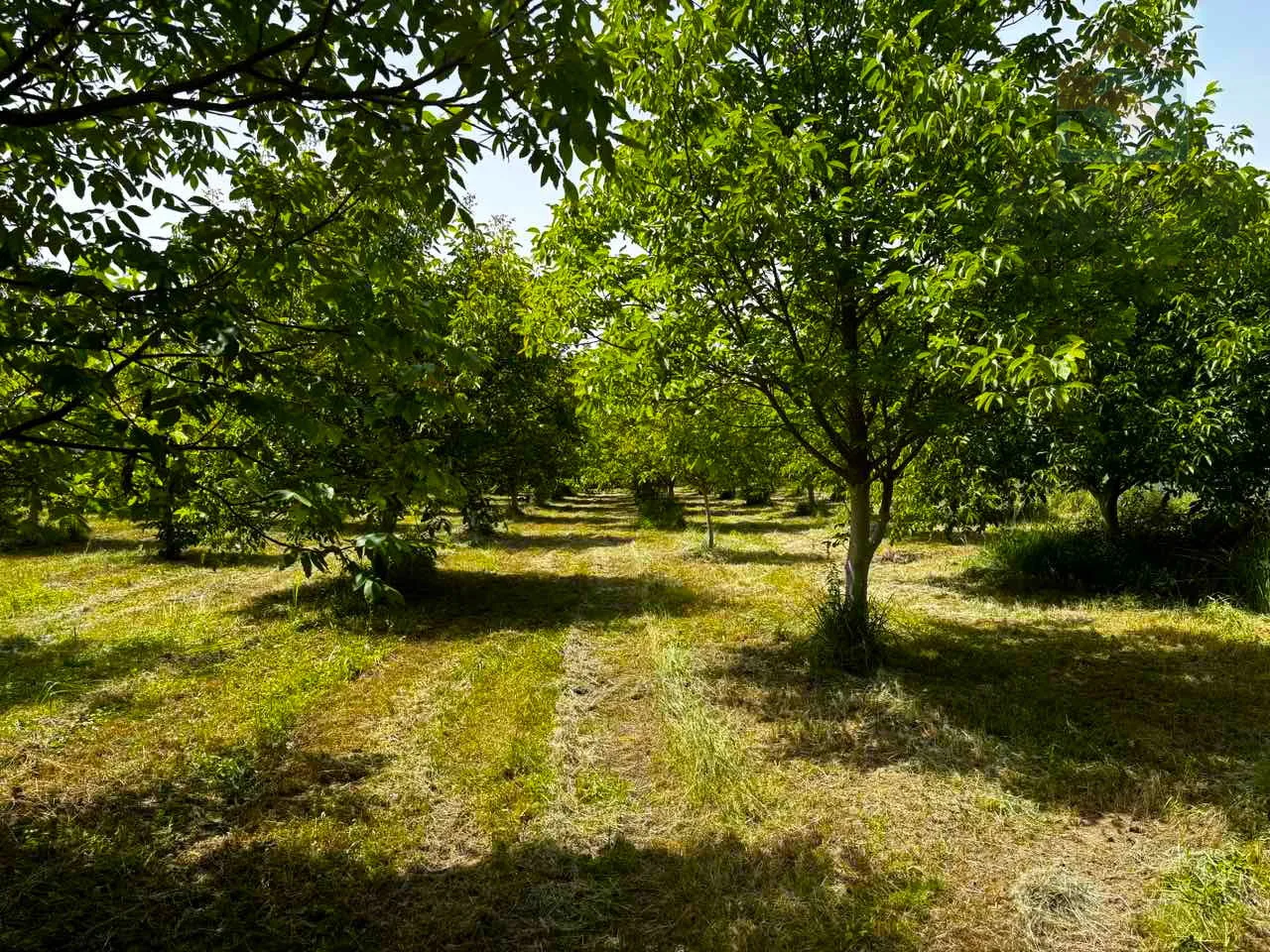nasad oraha s brvnarom - ivanovac - slika 2
