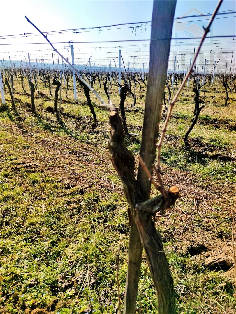 vinograd sorte graševina - erdut - slika 8