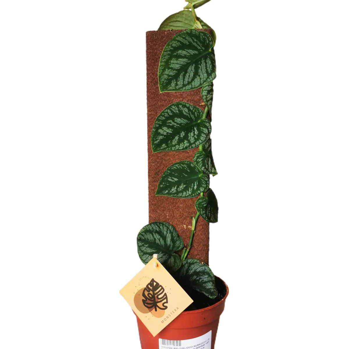 kratiste monstera - slika 2