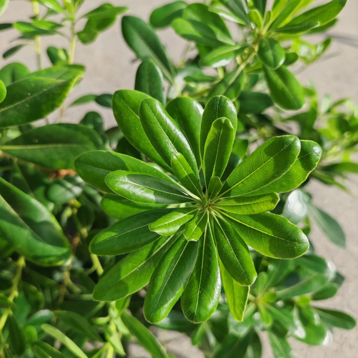 pittosporum tobira - slika 3